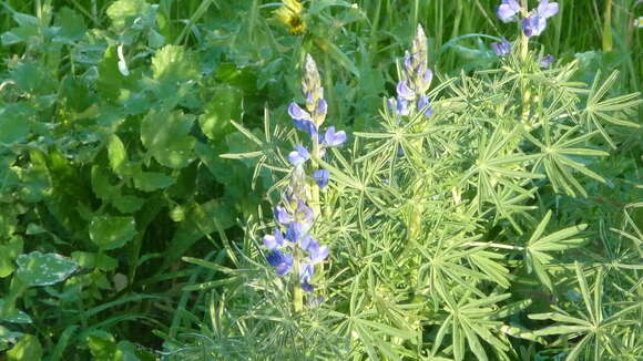 Image of narrowleaf lupine