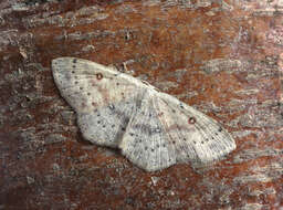 Image of birch mocha