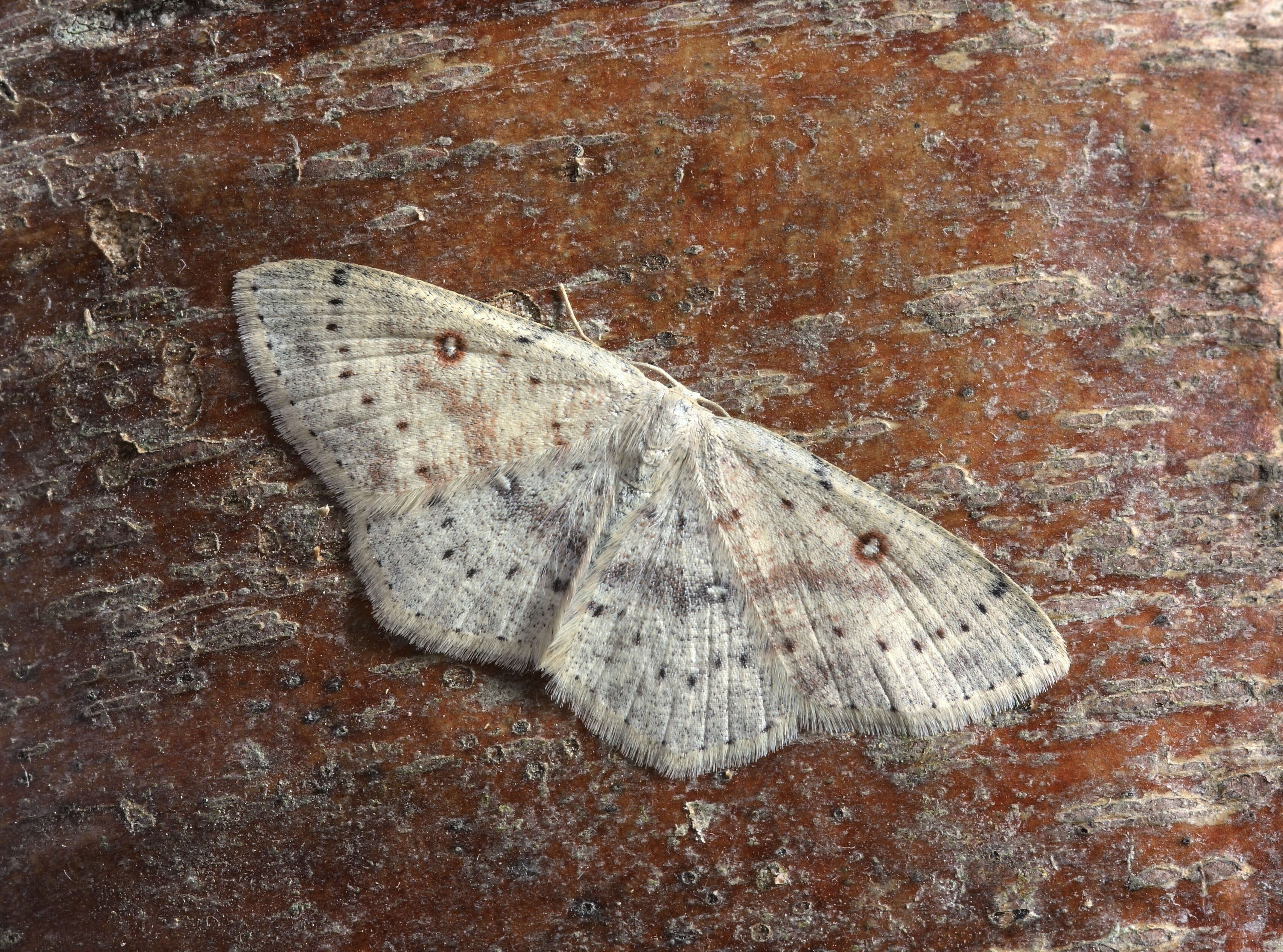 Image of birch mocha