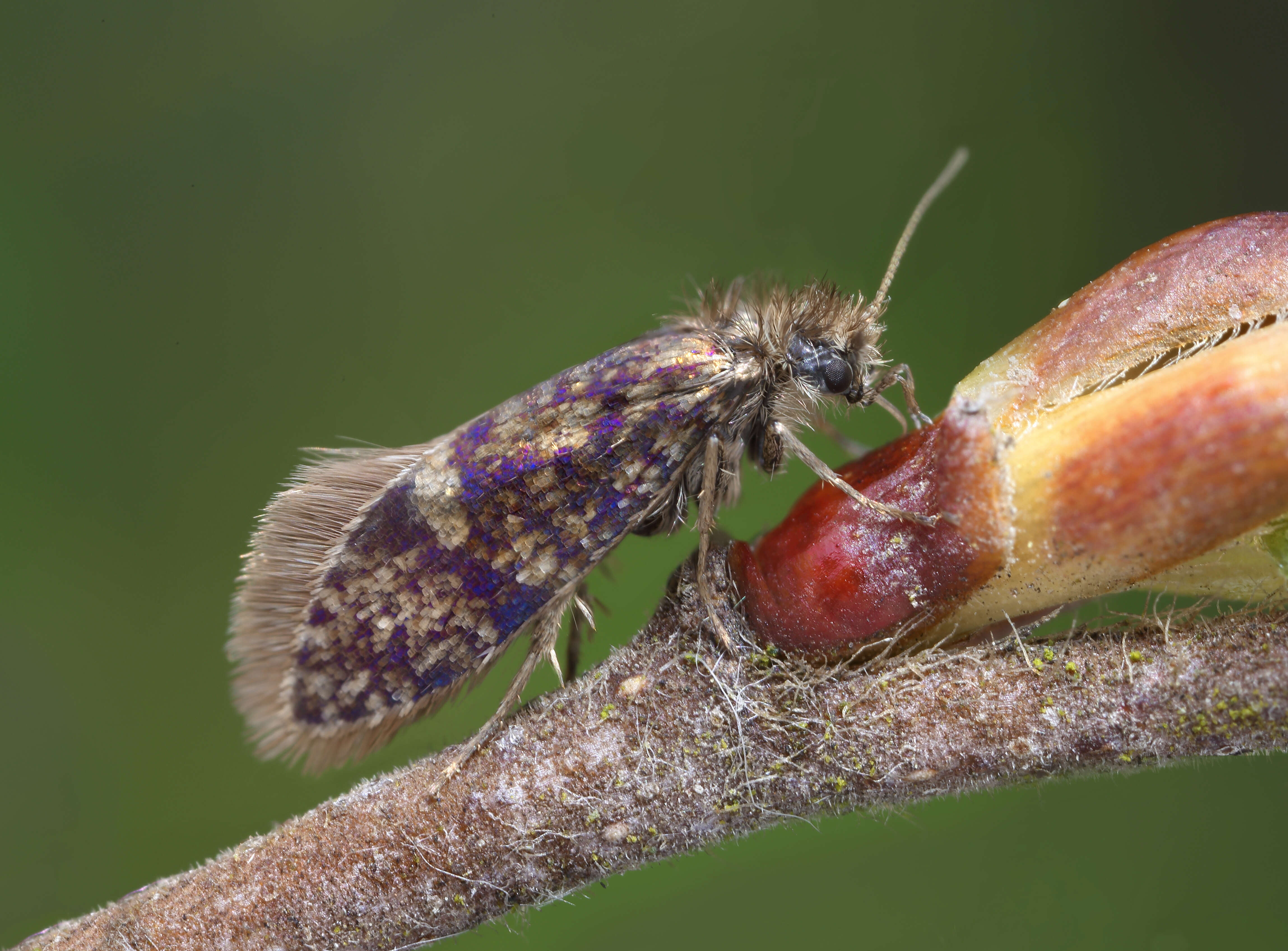 Image of Eriocrania cicatricella