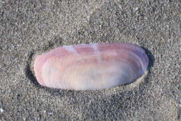 Image of rosy razor clam