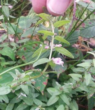 Image of lesser skullcap