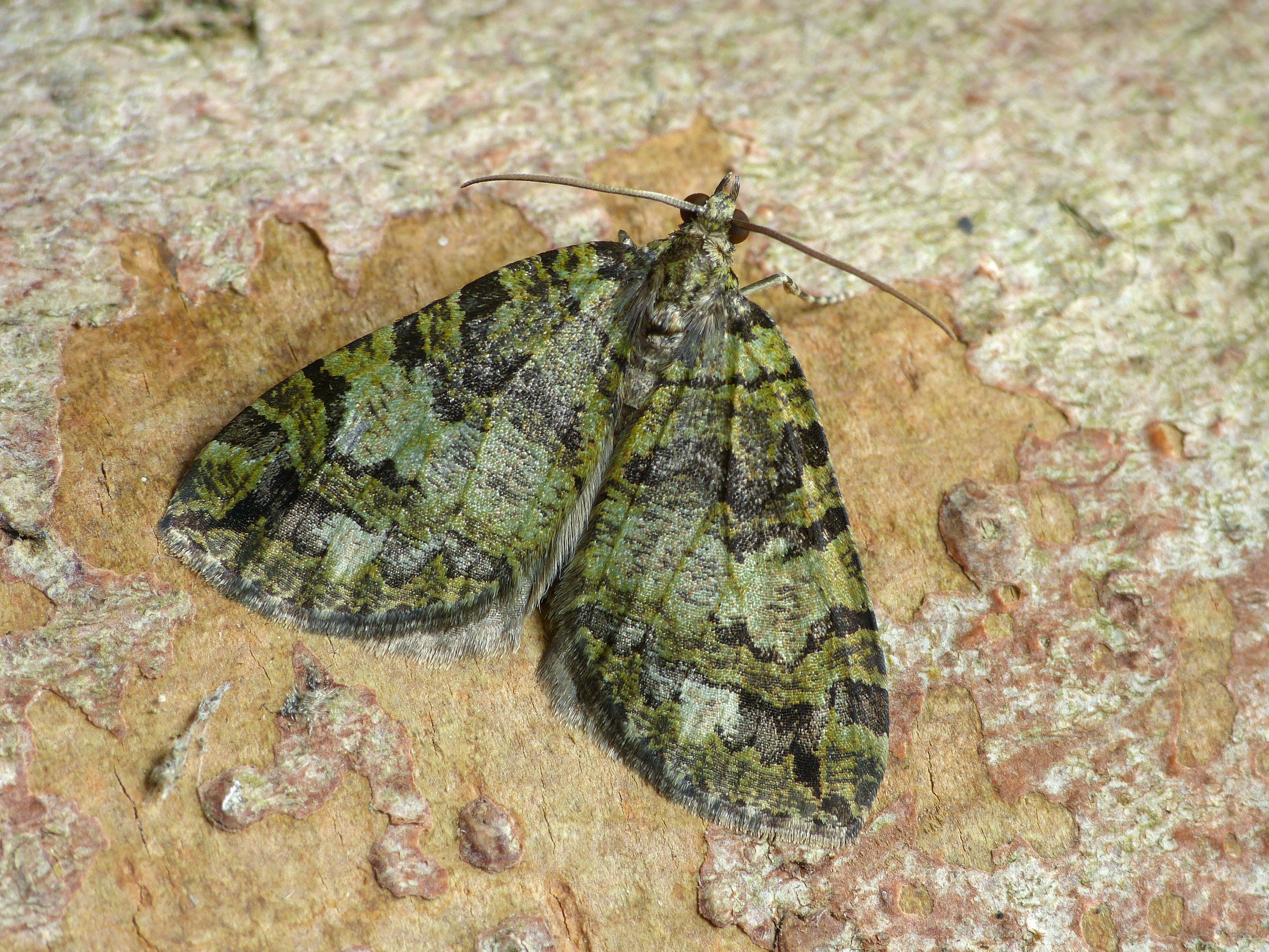 Image of Hydriomena furculoides Barnes & McDunnough 1917