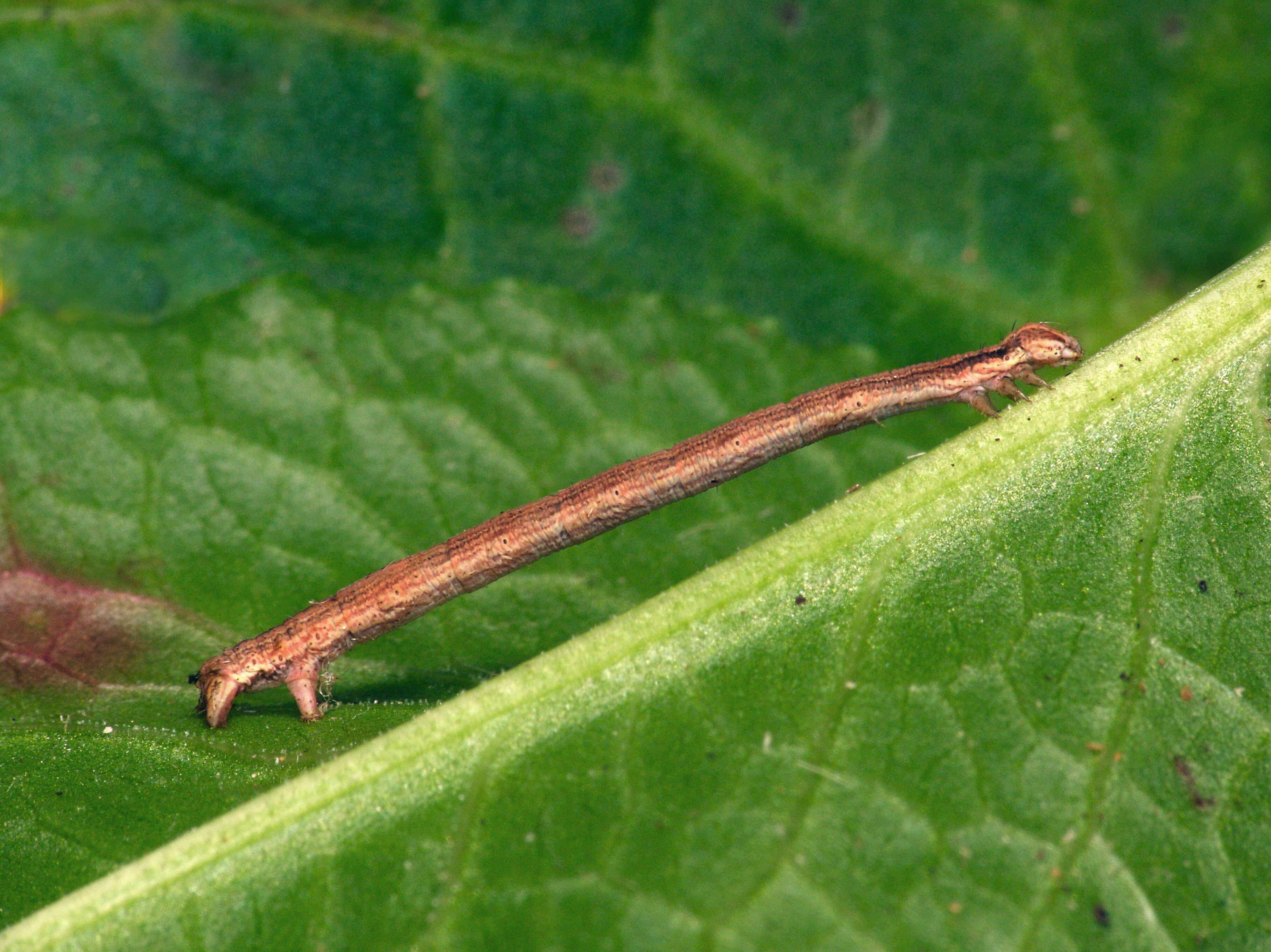 Слика од Rhodometra sacraria Linnaeus 1767