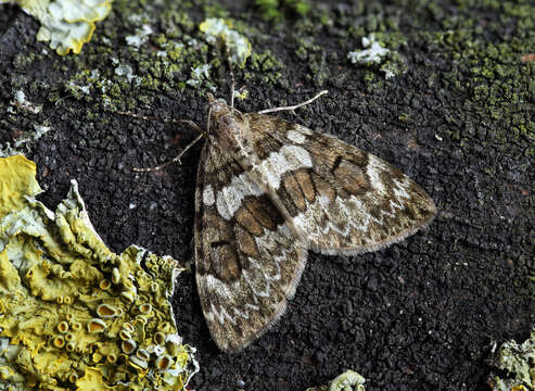 Image of spruce carpet