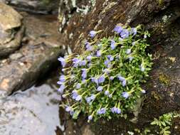 Image of thymeleaf bluet