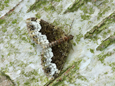 Image of Cloaked carpet