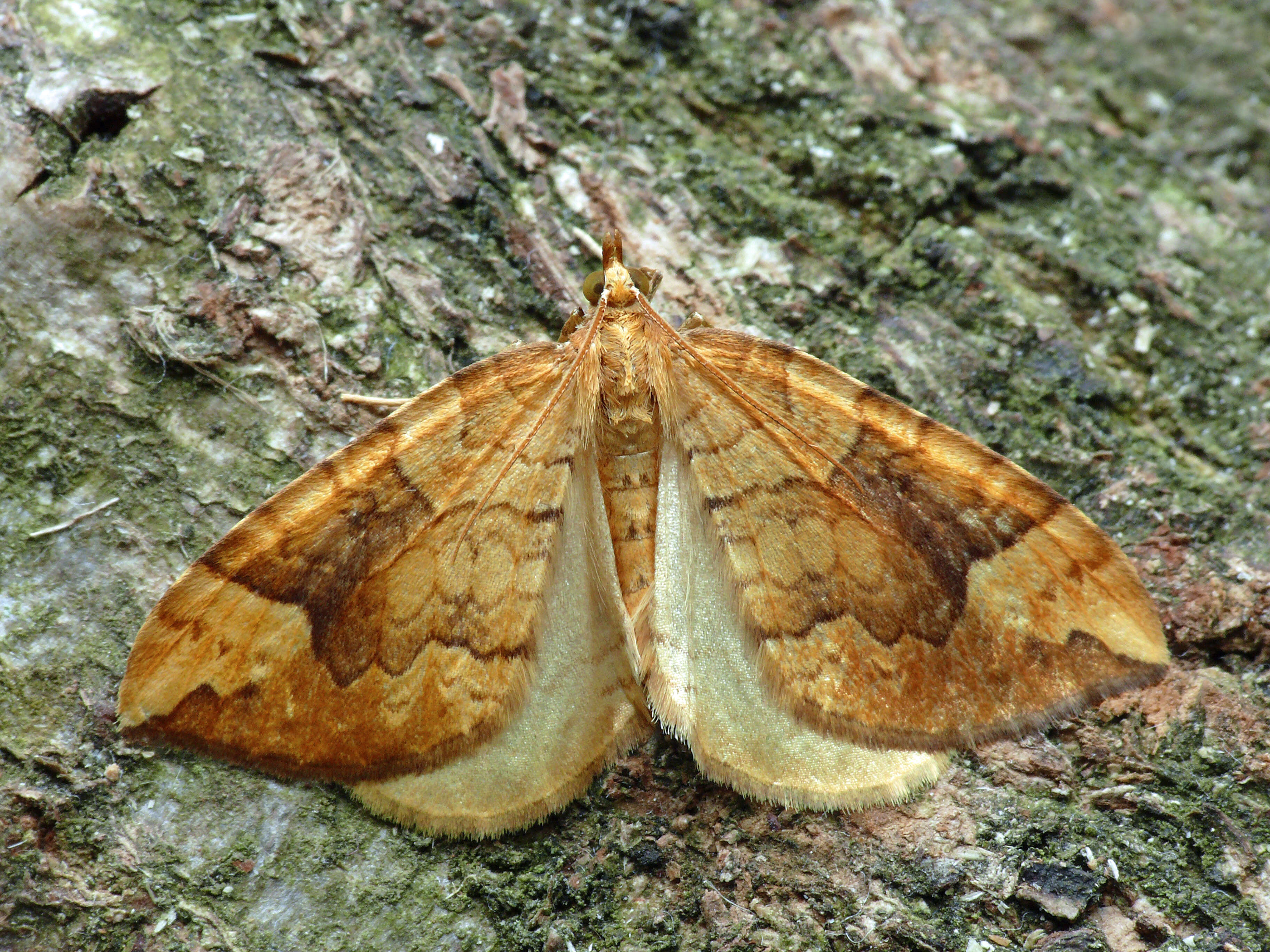 Image of northern spinach