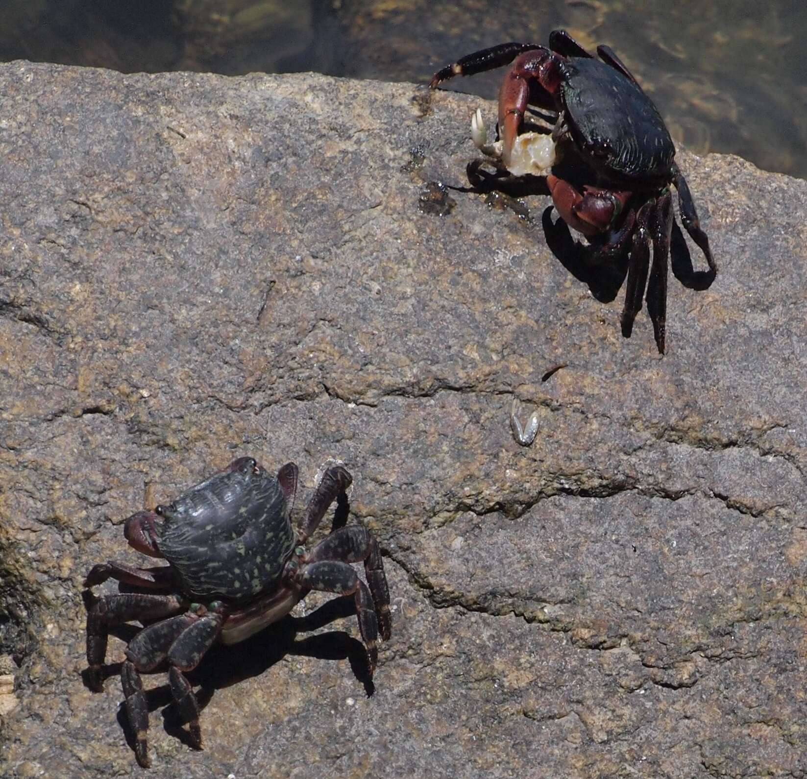 Image of striped shore crab