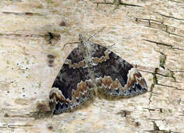 Image of Dark Marbled Carpet