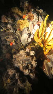 Image of Cape Rock Lobster