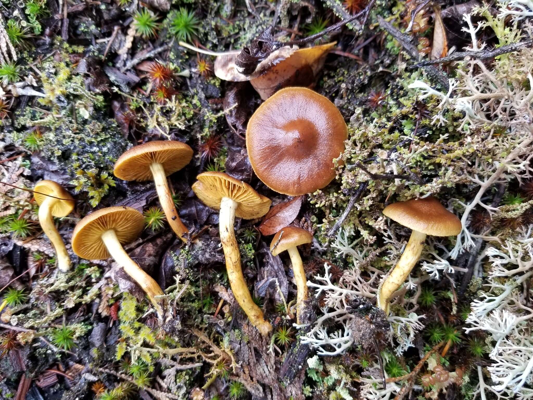 Image of Cortinarius croceus (Schaeff.) Gray 1821