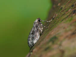 Image of northern winter moth