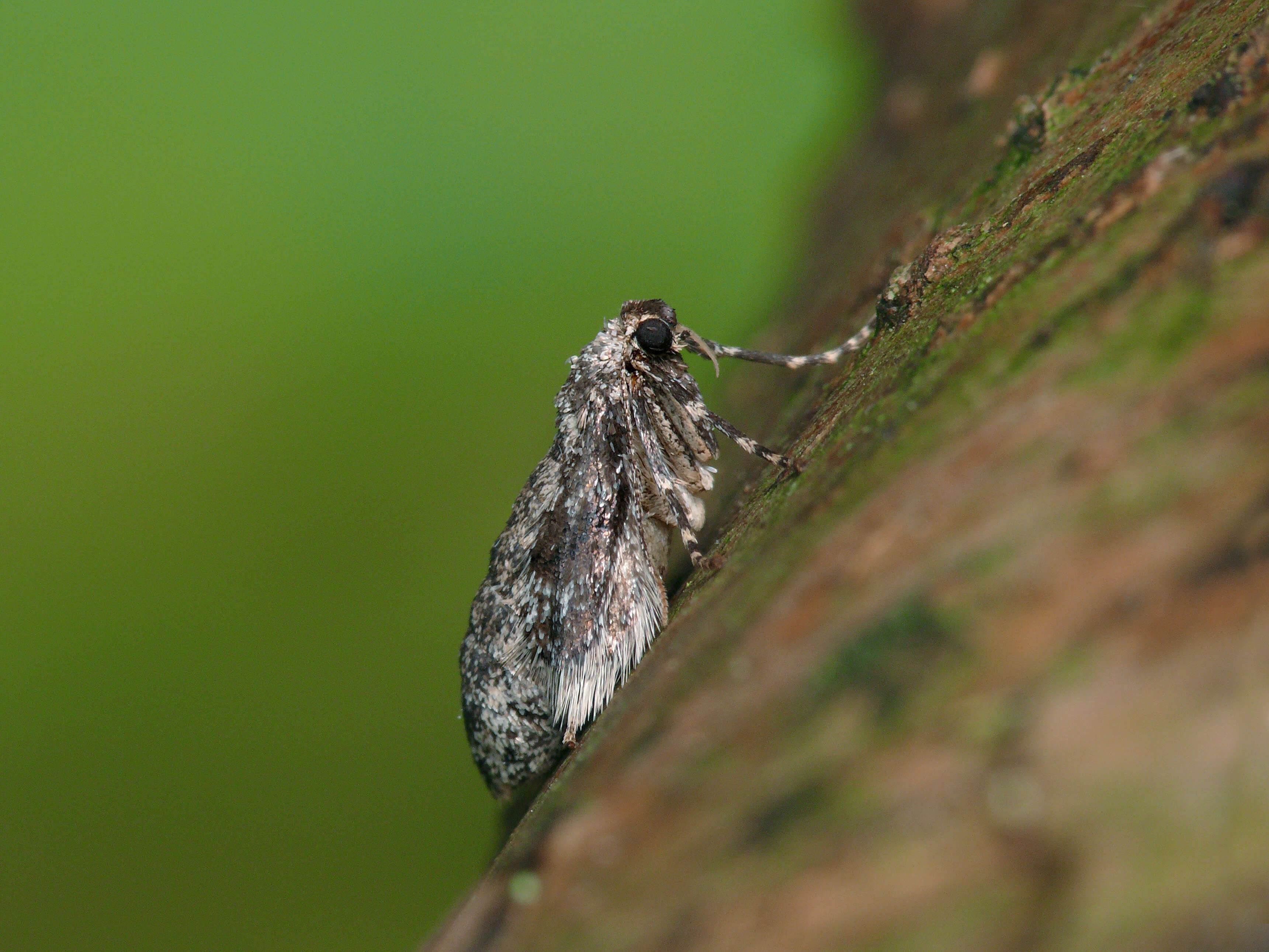 Image of northern winter moth