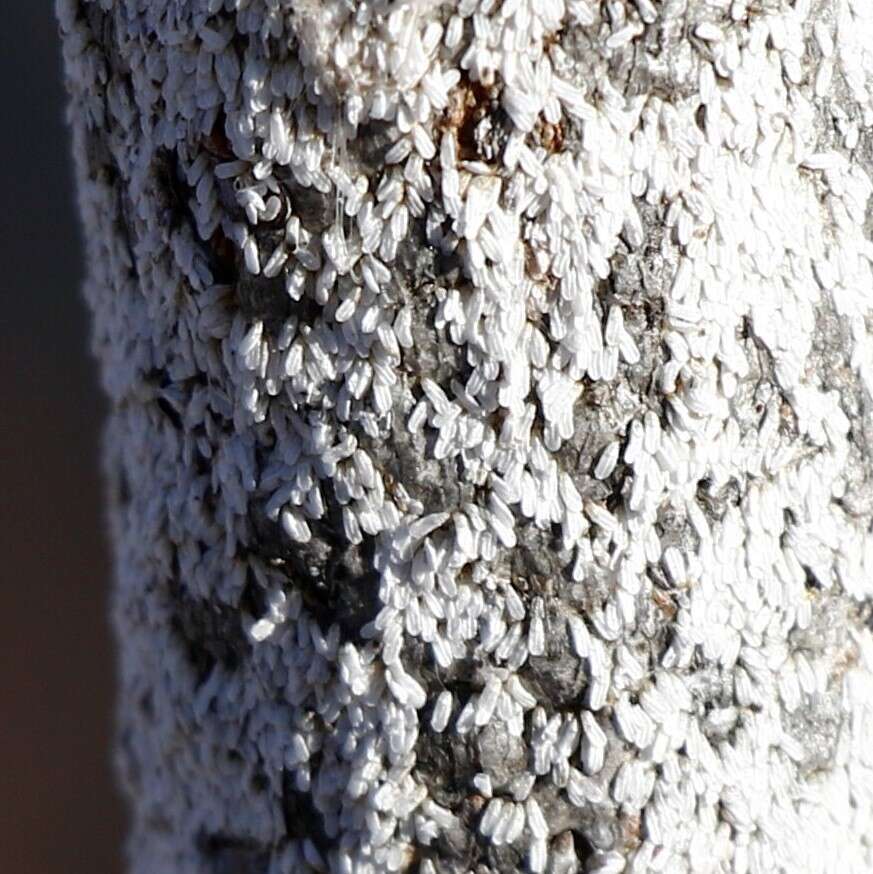 Image of Apple mealybug