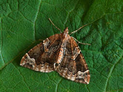 Eulithis prunata Linnaeus 1758 resmi