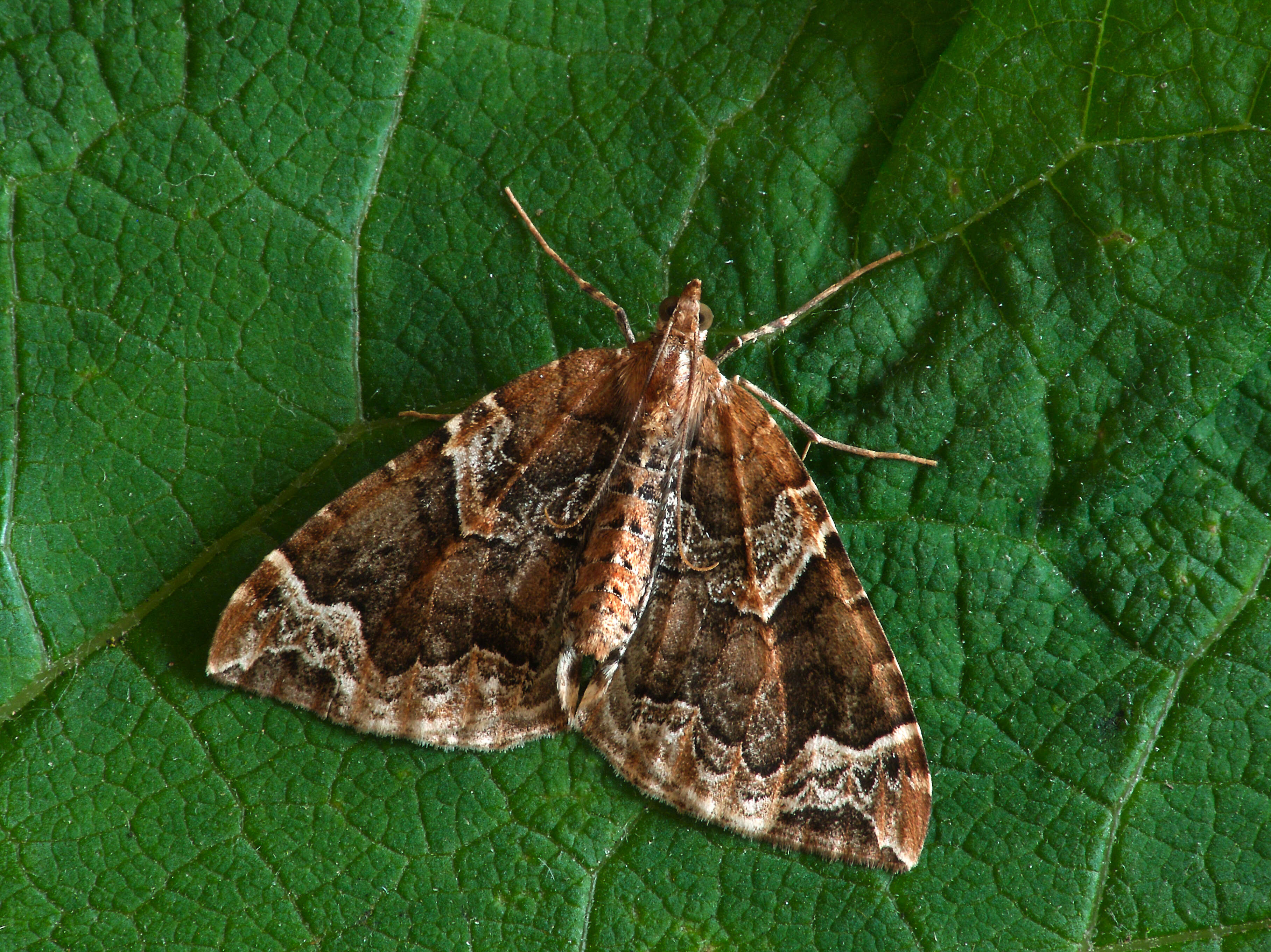 Eulithis prunata Linnaeus 1758 resmi