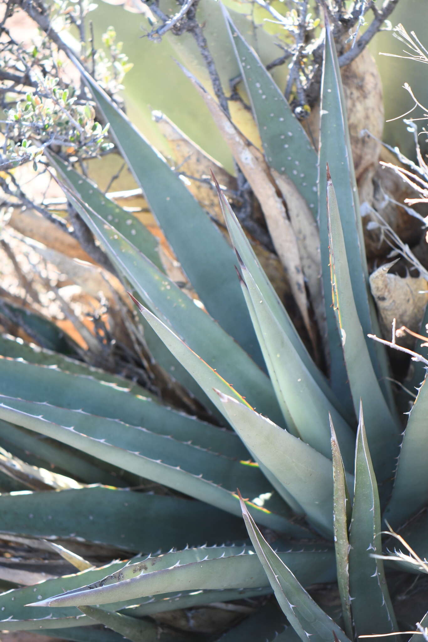 Слика од Agave glomeruliflora (Engelm.) A. Berger