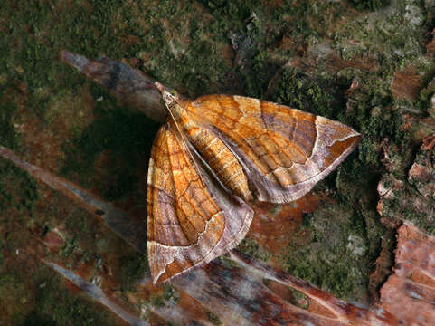 Image of Chevron Moth