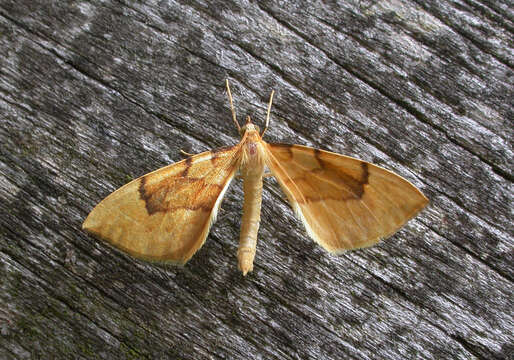 Image of Barred Straw