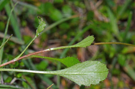 صورة Lagenophora pumila var. barkeri (Kirk) Simpson