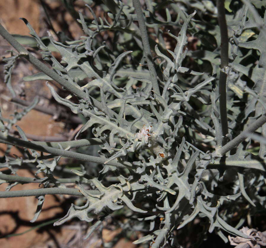 Image of Andryala pinnatifida subsp. teydensis (Sch. Bip.) S. Rivas-Martínez et al.