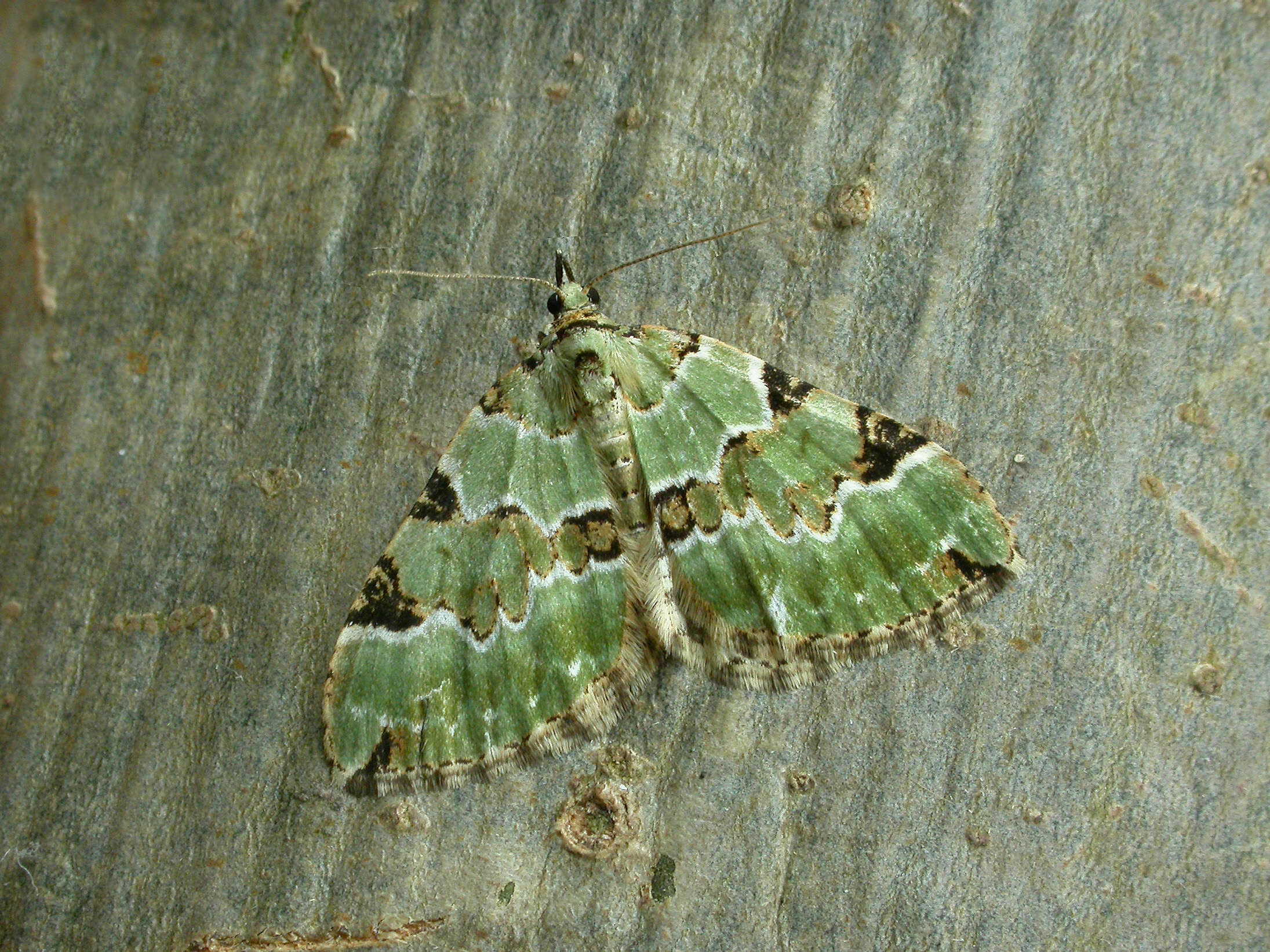 Image of green carpet