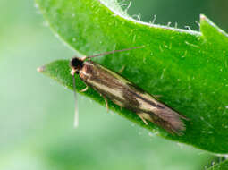 Image of Daisy Bent-wing