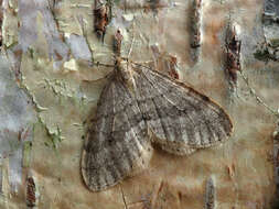 Image of northern winter moth