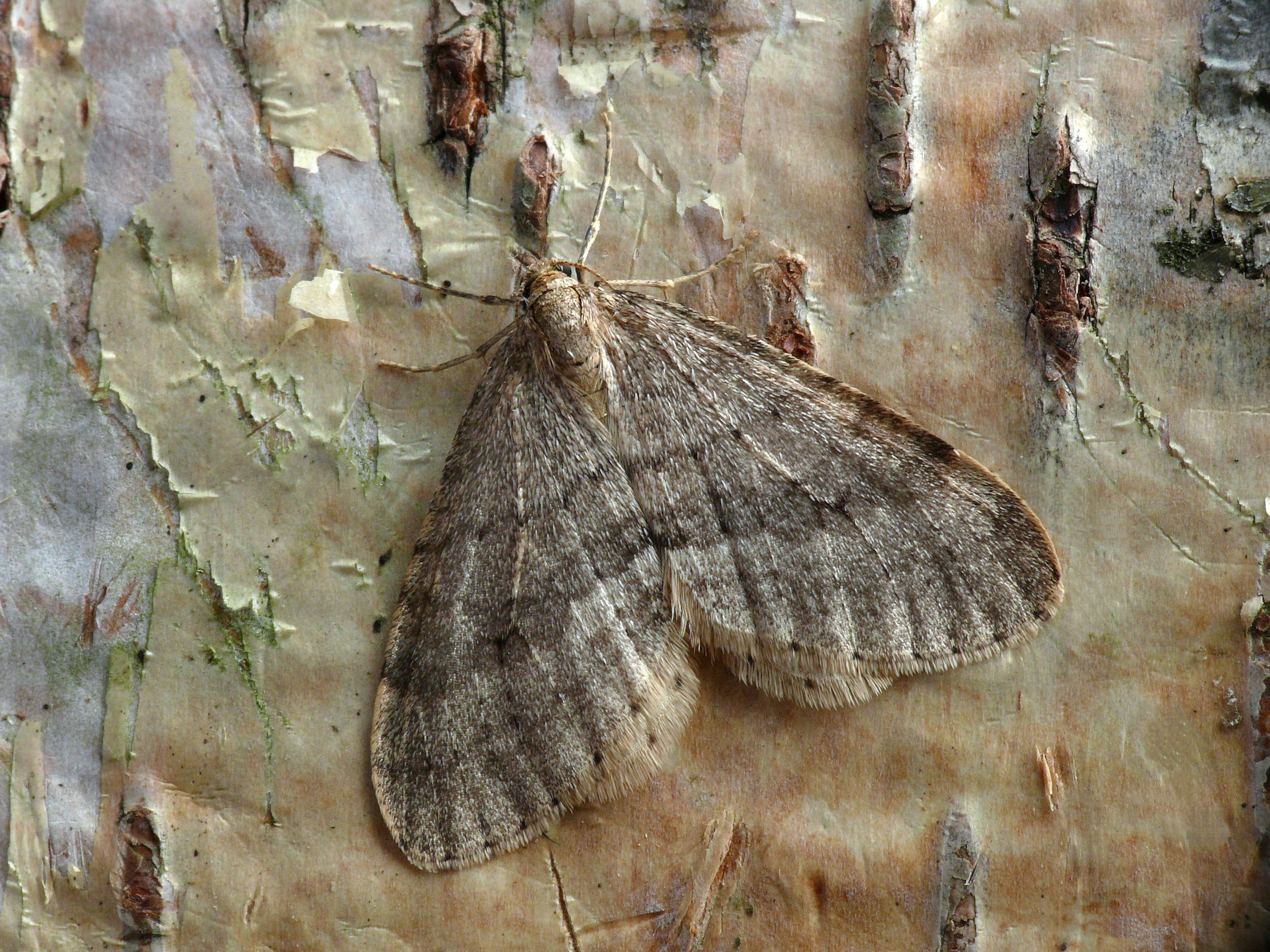 Image of northern winter moth