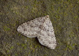 Image of mottled grey