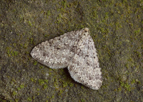 Image of mottled grey