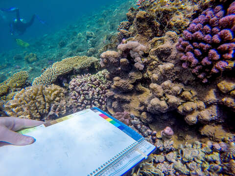 Image of hedgehog coral