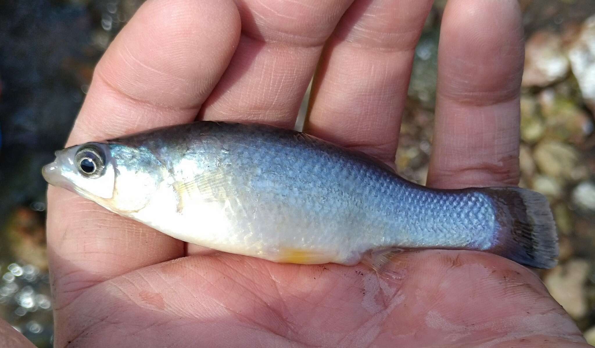 Image of Blackfin goodea