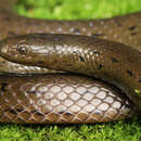 Image of Olive Trapezoid Snake