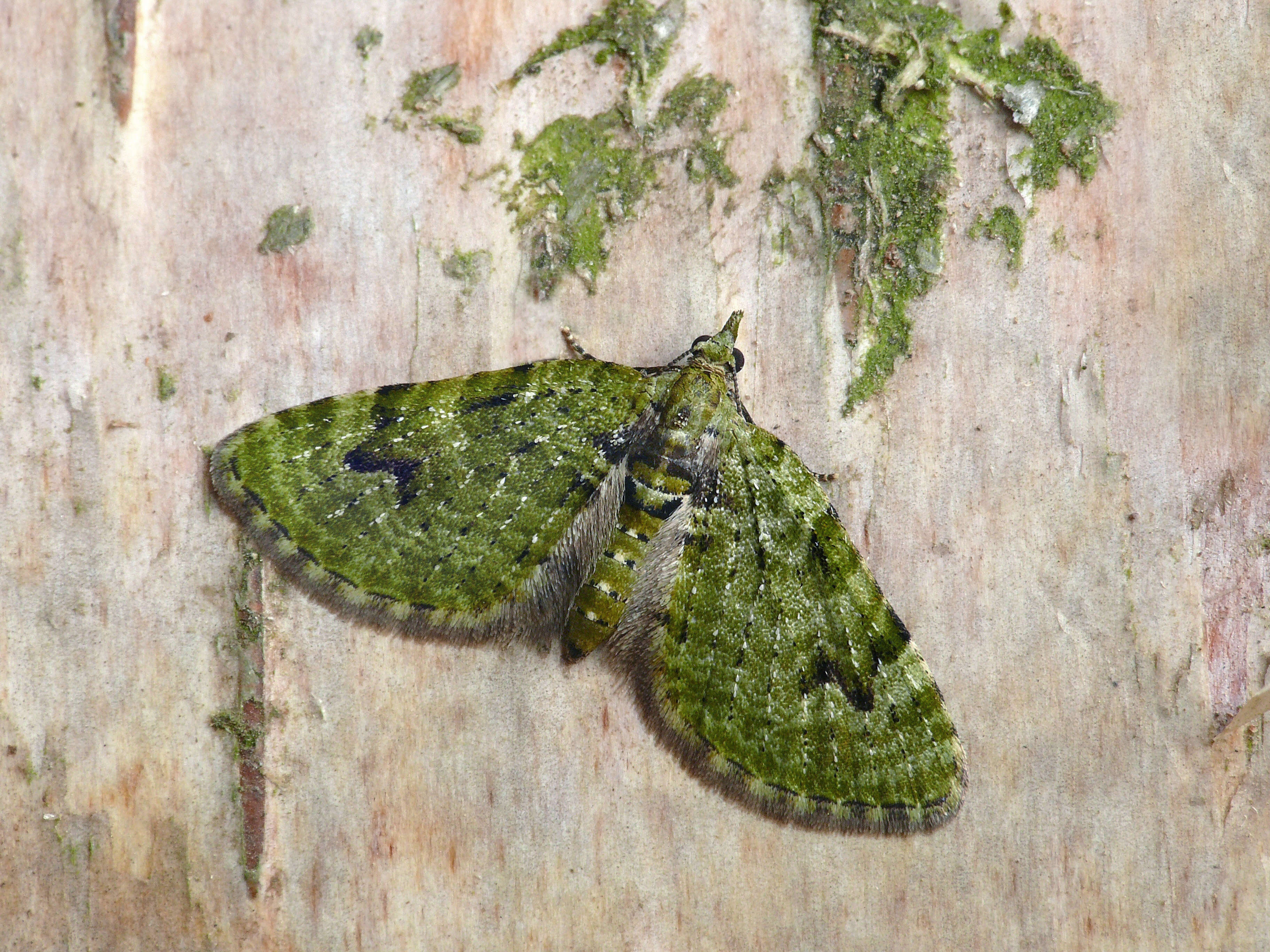 Image de Chloroclystis v-ata