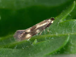 Image of Daisy Bent-wing