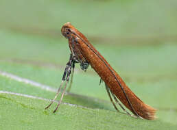 Image of Caloptilia rufipennella (Hübner 1796)