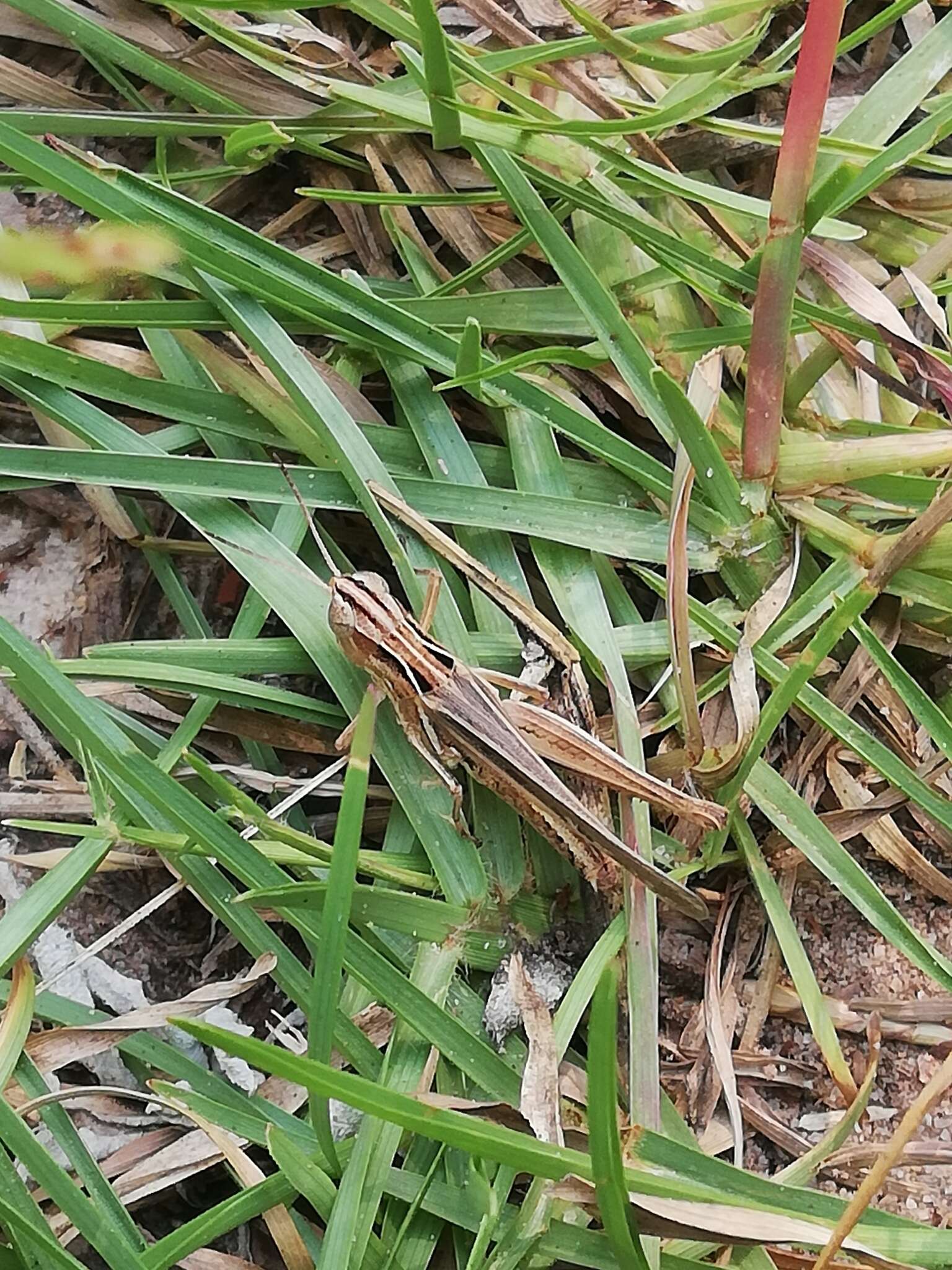 Orphulella pelidna (Burmeister & H. 1838) resmi