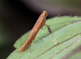 Image of Caloptilia rufipennella (Hübner 1796)