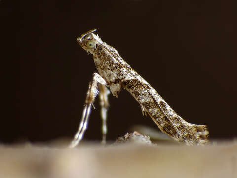 Image of Caloptilia cuculipennella (Hübner 1796)