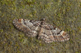 Image of double-striped pug