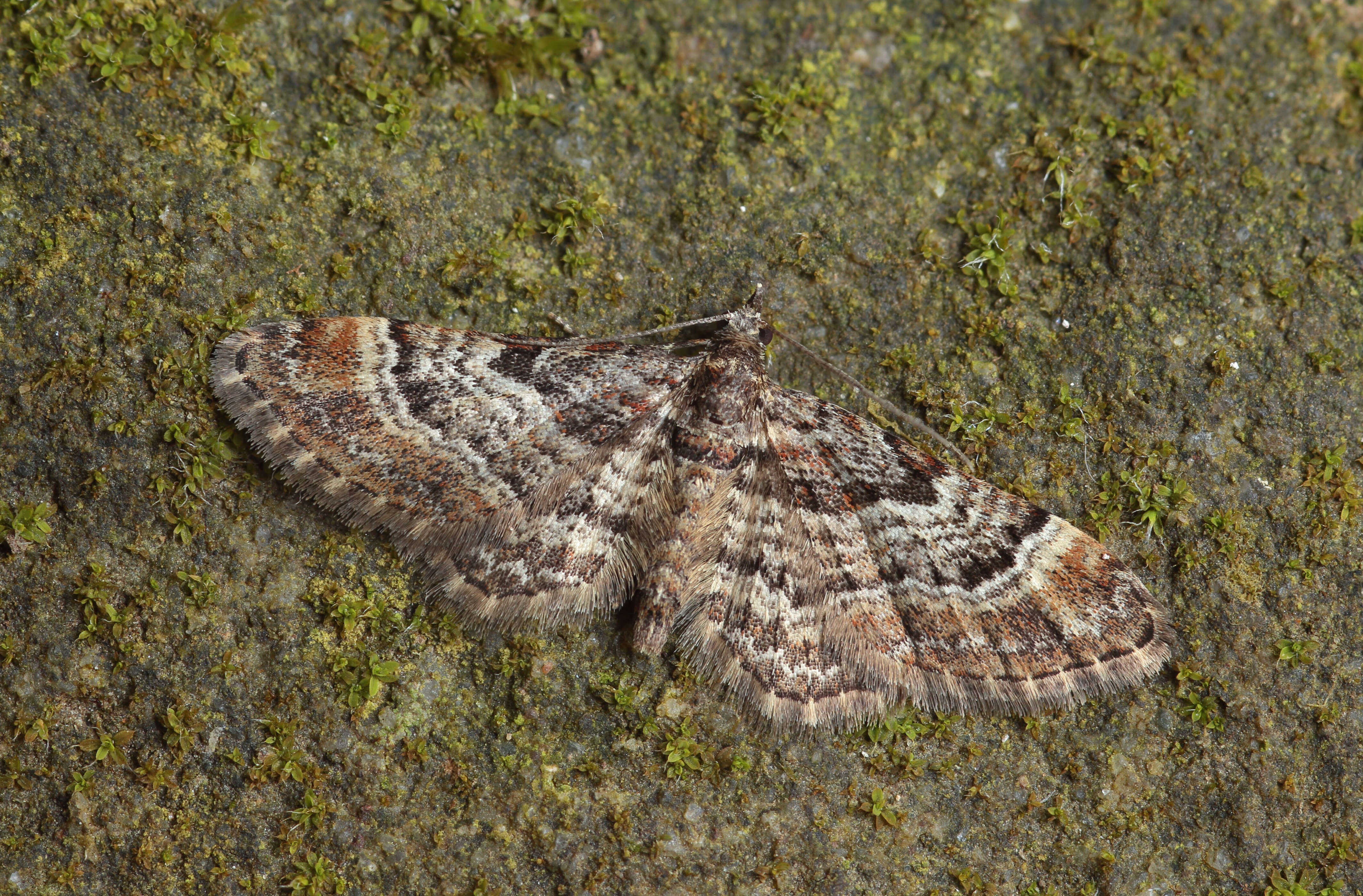 Image of double-striped pug