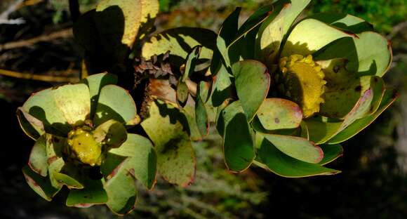 Image of Leucadendron globosum (Kennedy ex Andrews) I. Williams