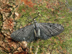 Image of white-spotted pug