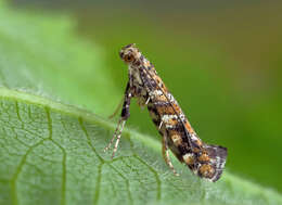 Image of privet leaf miner