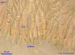 Image of Ionomidotis fulvotingens (Berk. & M. A. Curtis) E. K. Cash 1939