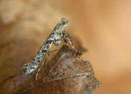 Image of Caloptilia cuculipennella (Hübner 1796)