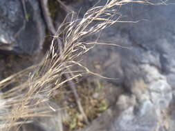 Muhlenbergia elongata Scribn. ex Beal resmi