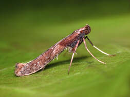 Слика од Caloptilia falconipennella (Hübner 1813)